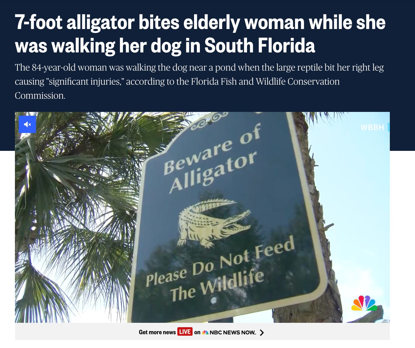 tree - 7foot alligator bites elderly woman while she was walking her dog in South Florida Commission. The 84yearold woman was walking the dog near a pond when the large reptile bit her right leg causing "significant injuries," according to the Florida Fis